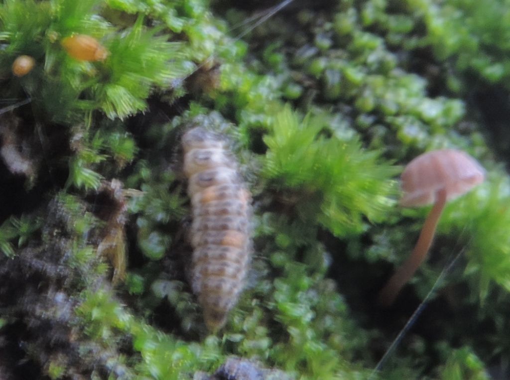 Insetto trasparente: larva di coccinella (Adalia sp.?)