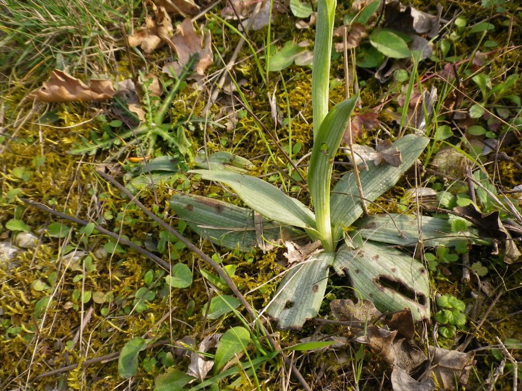 Ophrys sphegodes