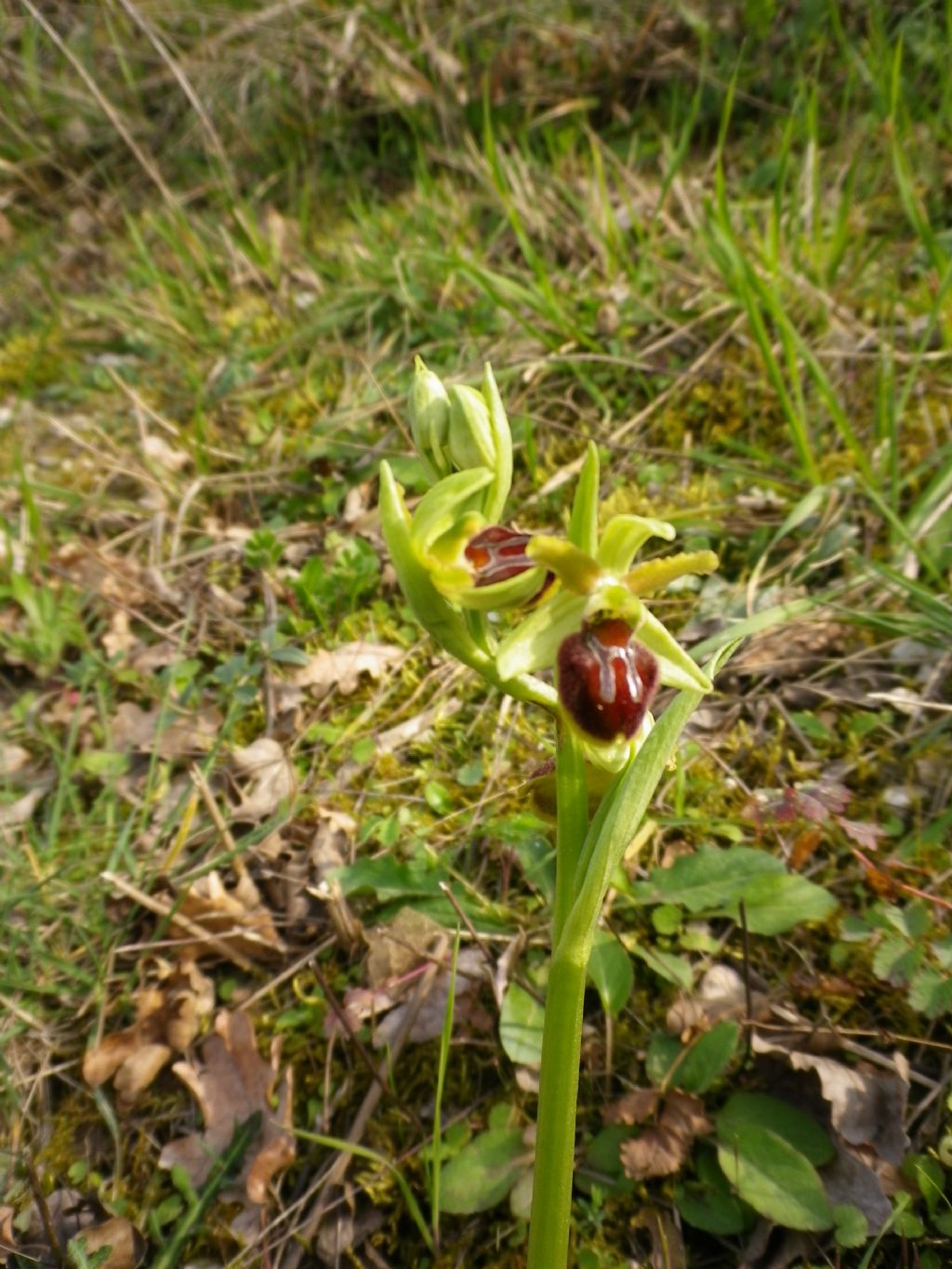 Ophrys sphegodes