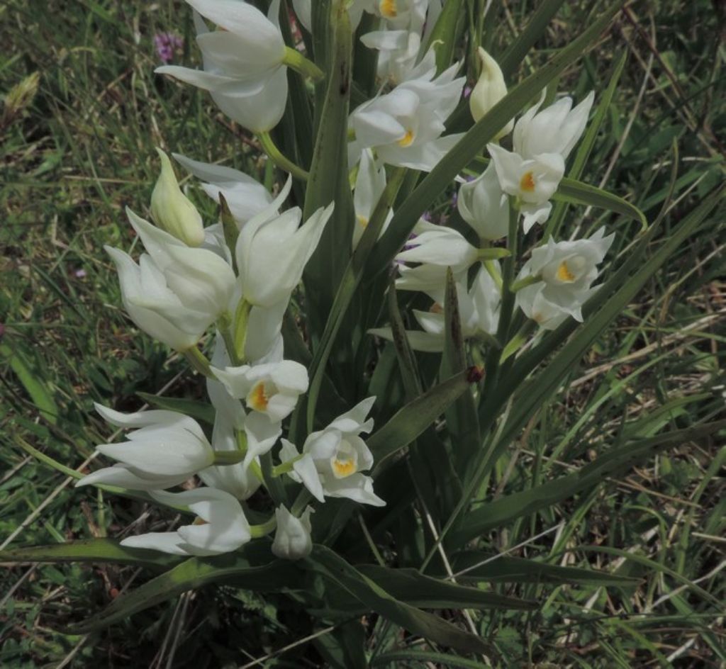 Orchidee delle Marche