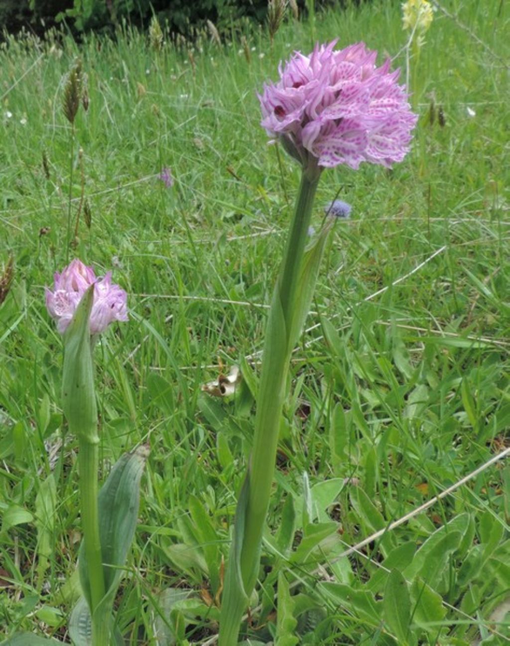 Orchidee delle Marche