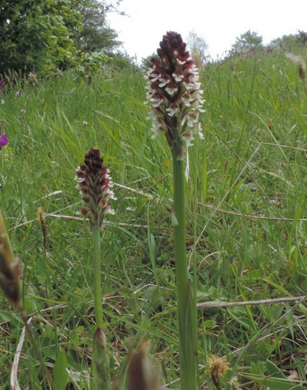 Orchidee delle Marche