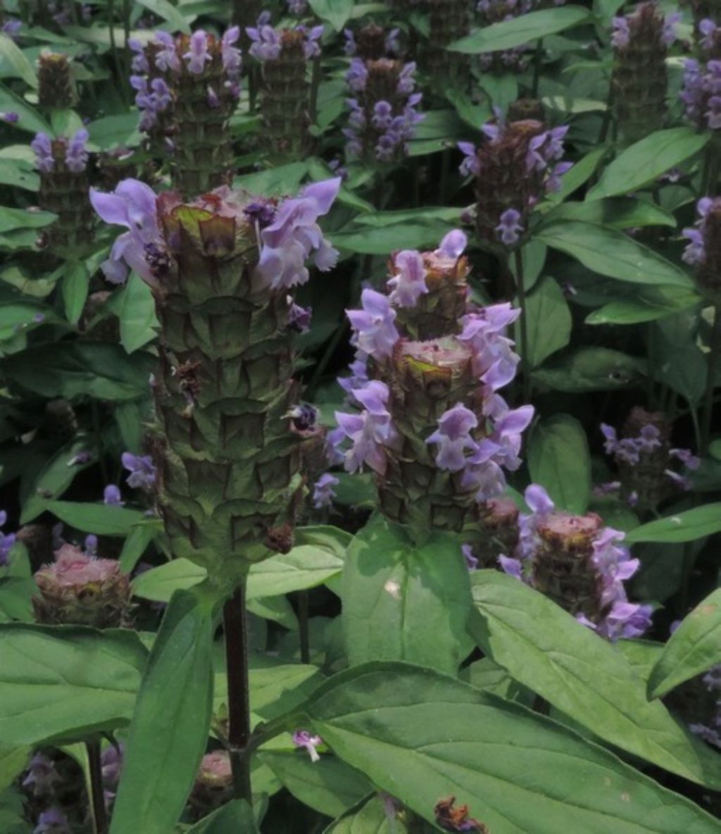 Prunella vulgaris