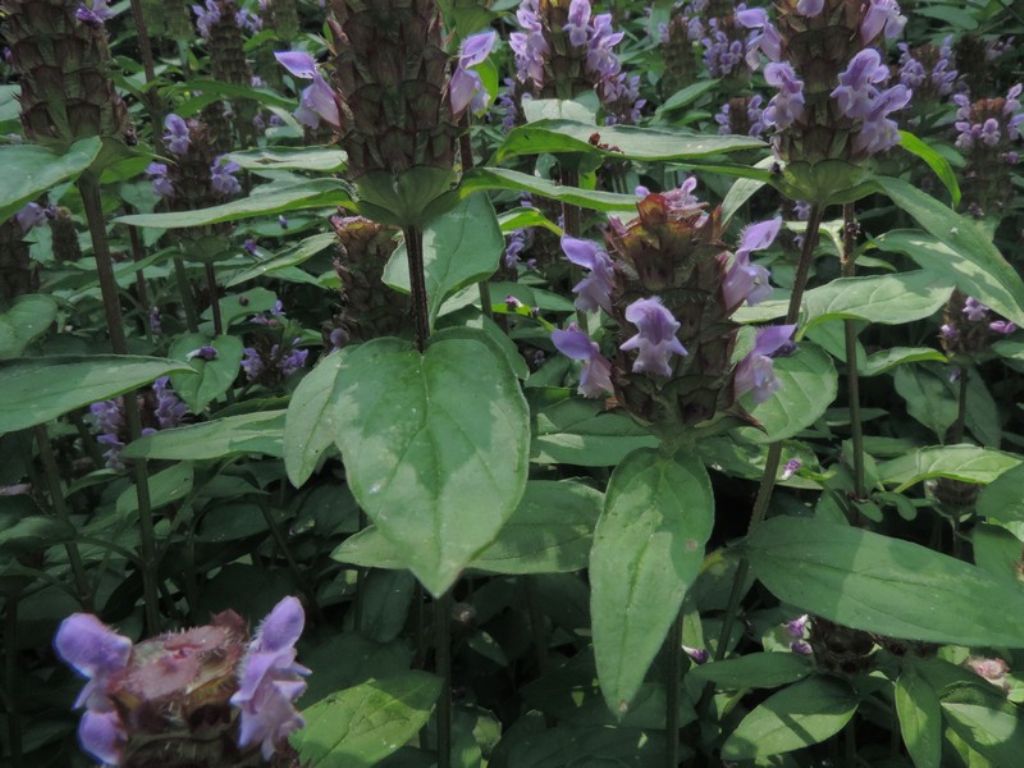 Prunella vulgaris