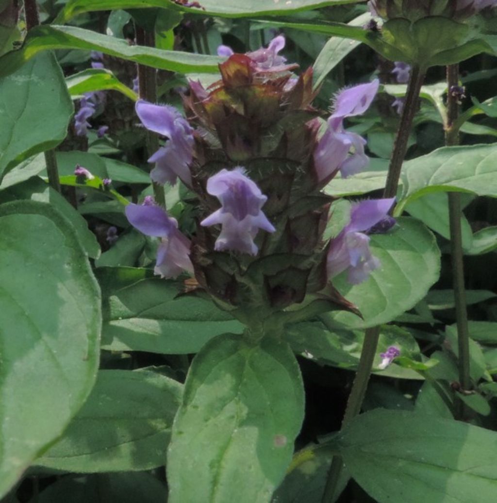 Prunella vulgaris