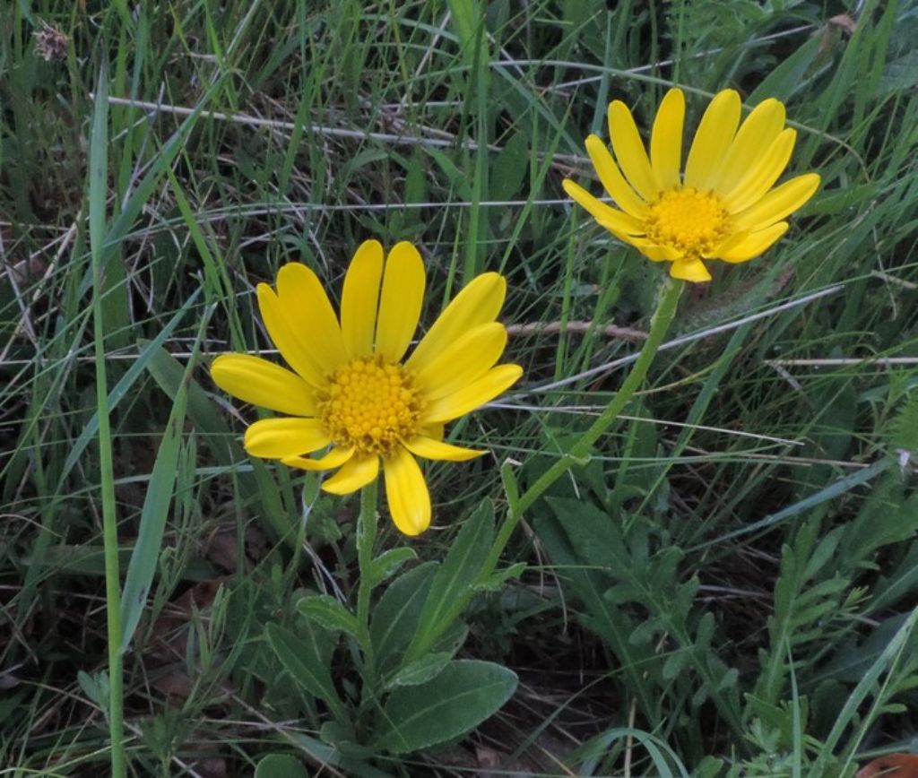 Senecio cfr. doronicum