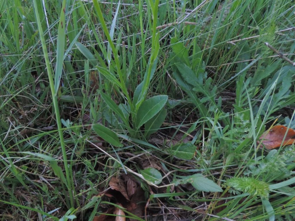 Senecio cfr. doronicum