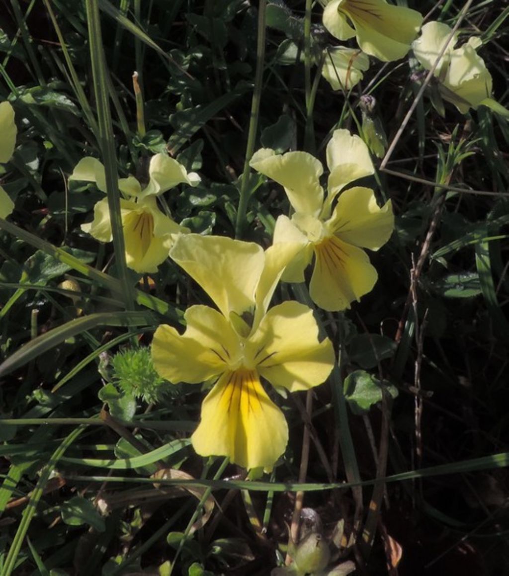 Viola sp.