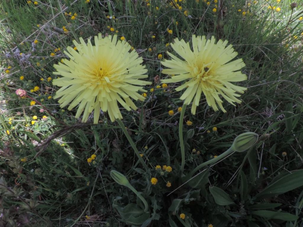 Urospermum dalechampii