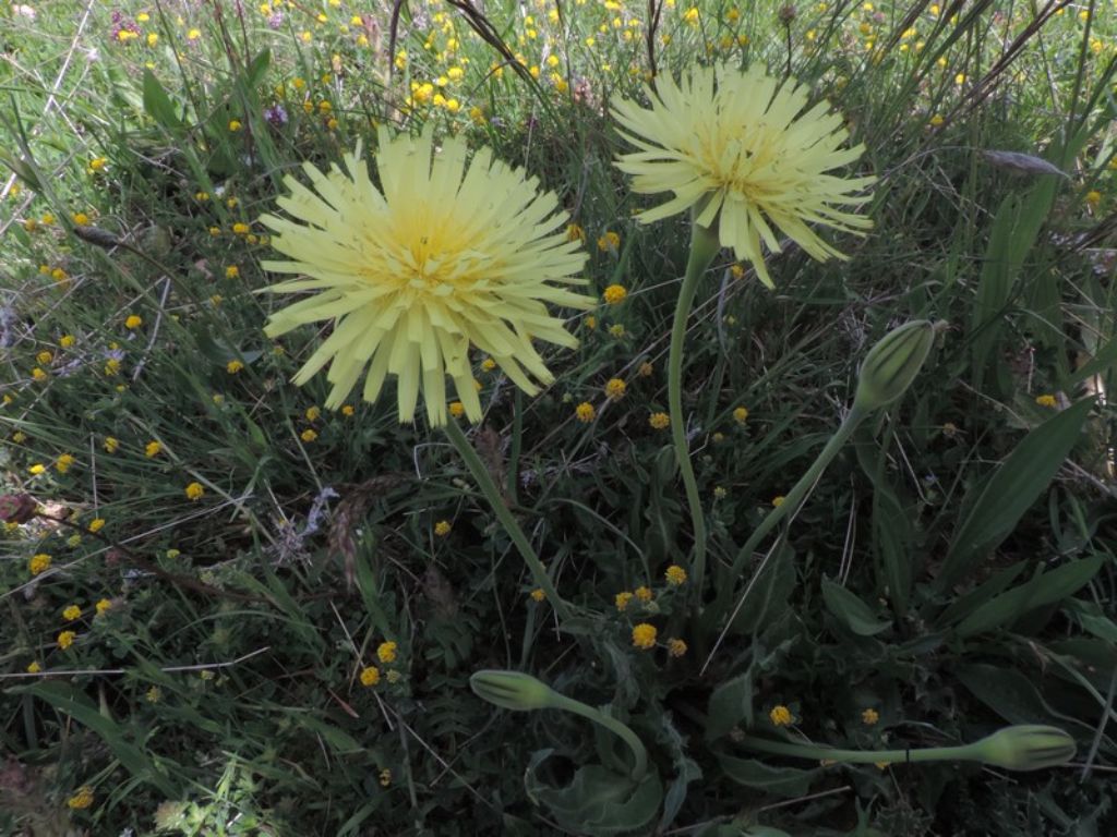 Urospermum dalechampii