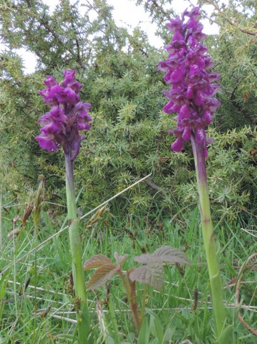 fiori da id.1 - Anacamptis morio