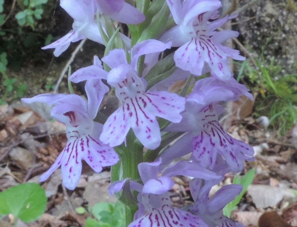 Dactylorhiza maculata subsp. fuchsii