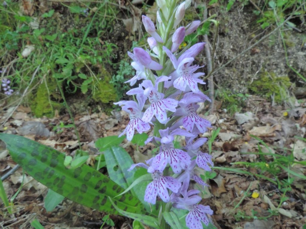 Dactylorhiza maculata subsp. fuchsii