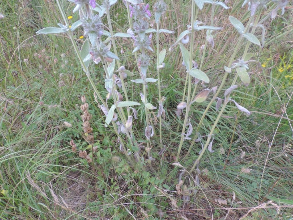 Stachys cretica / Betonica di Creta