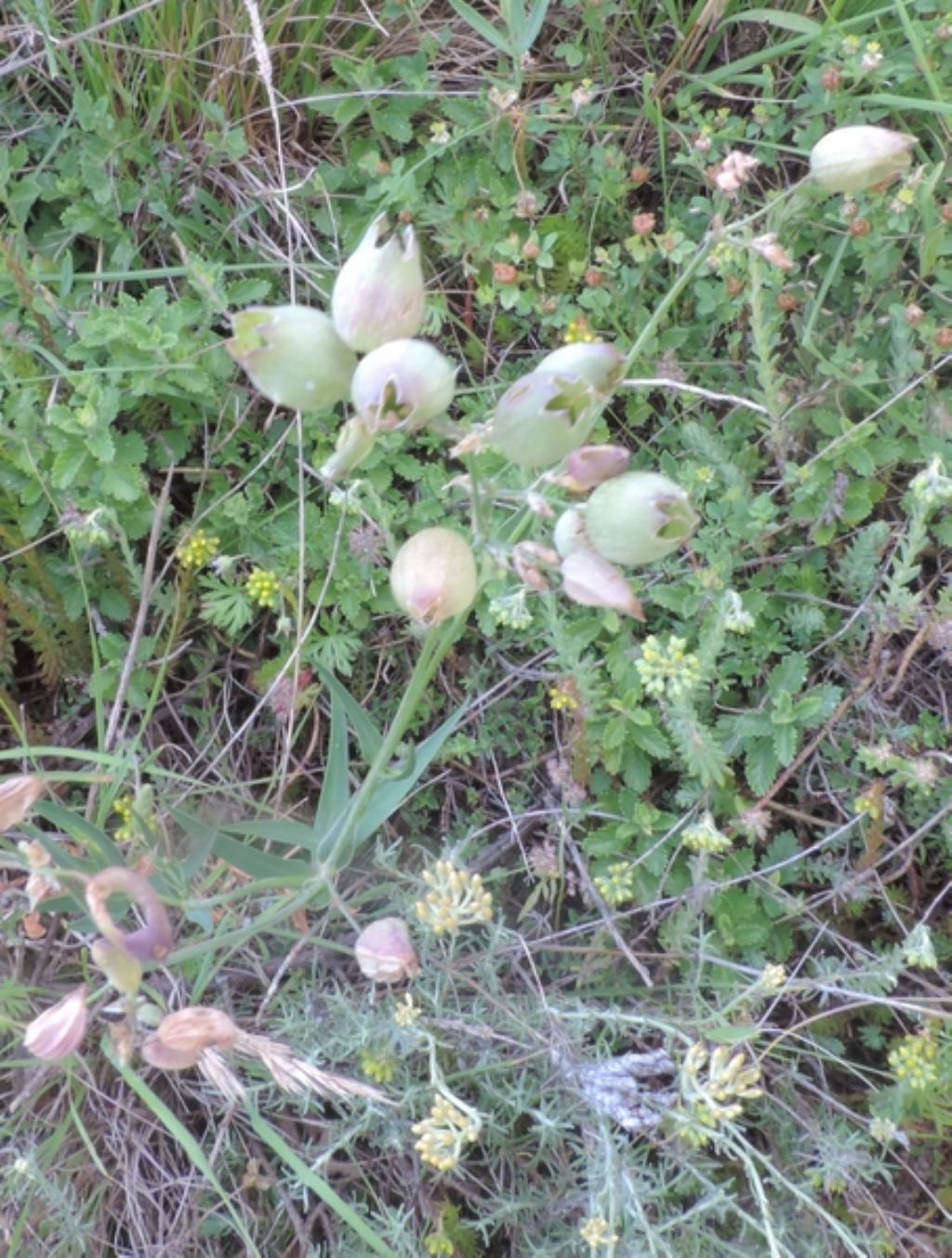 Piccoli otri - Silene vulgaris s.l.