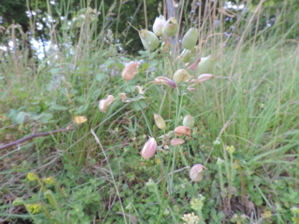 Piccoli otri - Silene vulgaris s.l.