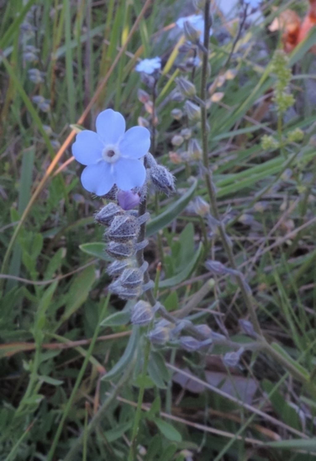 Piccolo e celeste - Myosotis sp.