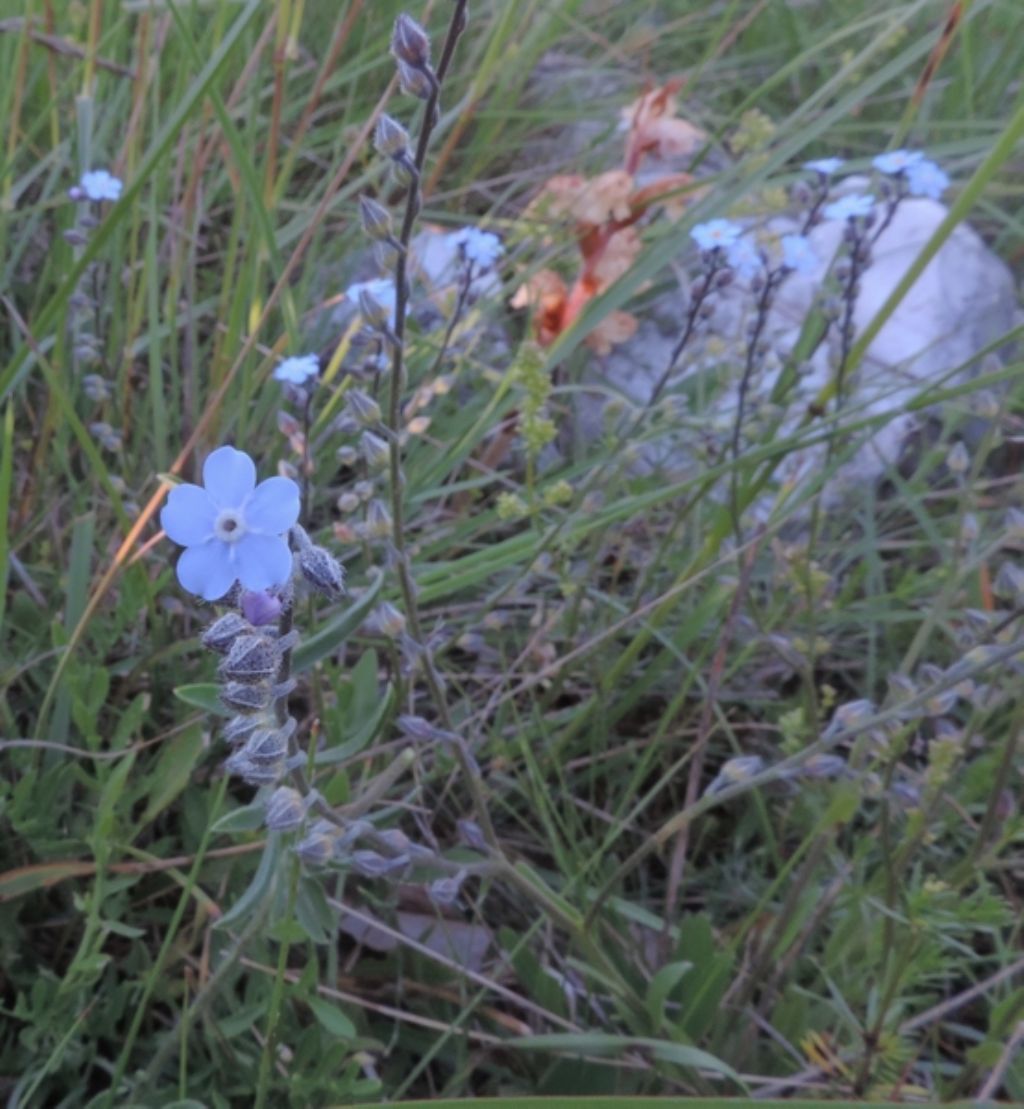 Piccolo e celeste - Myosotis sp.