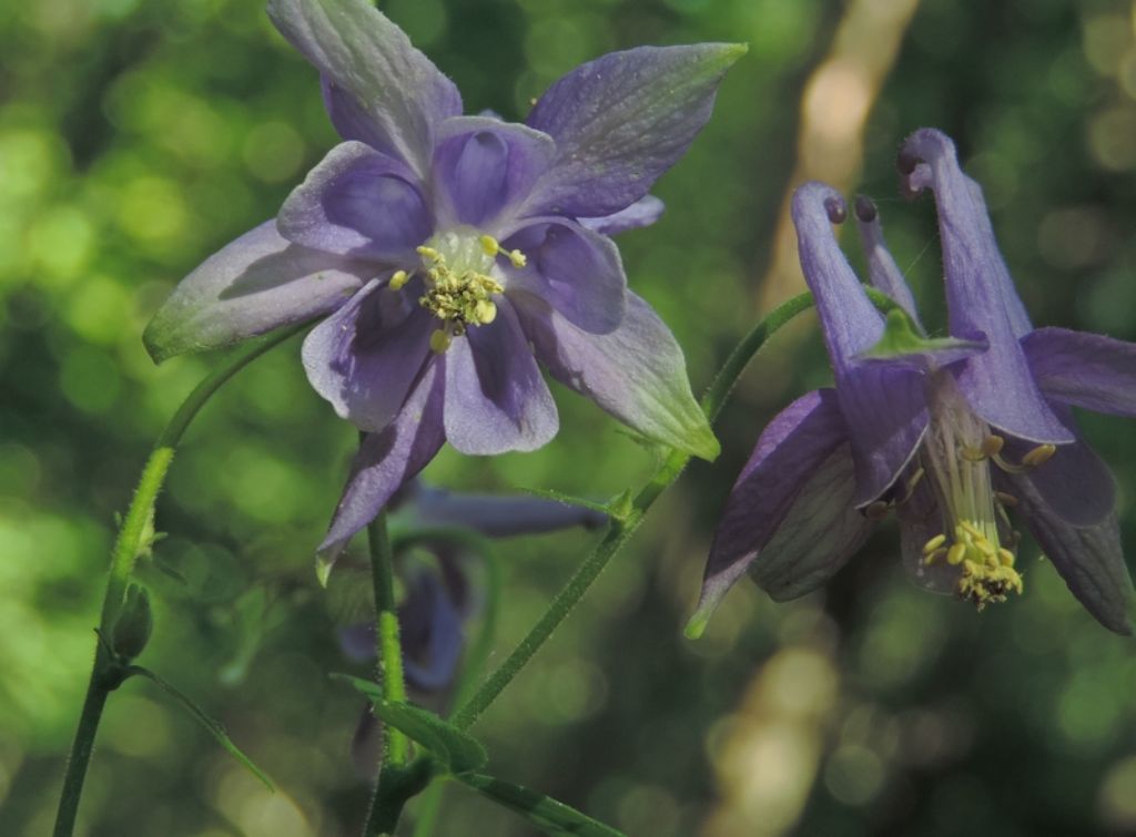 Fiore delicato - Aquilegia sp.