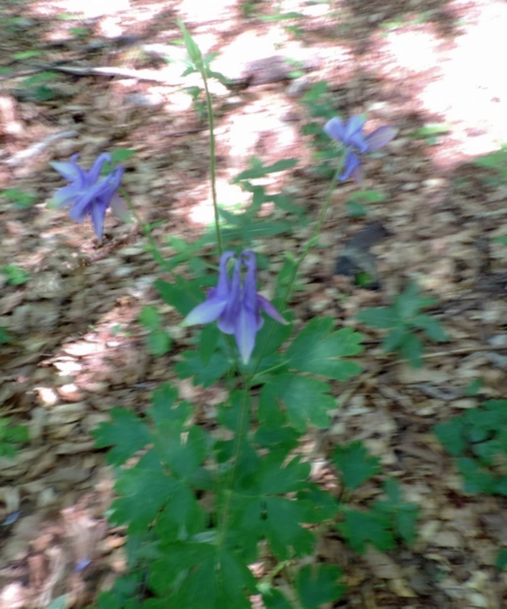 Fiore delicato - Aquilegia sp.