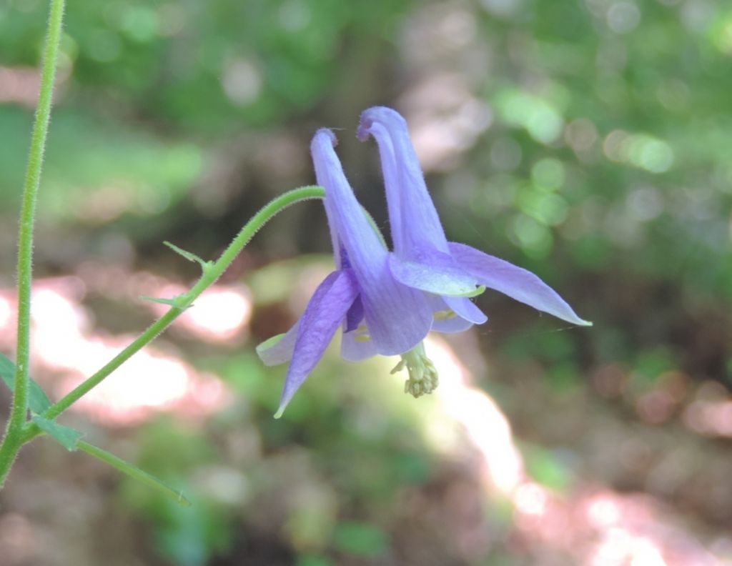 Fiore delicato - Aquilegia sp.