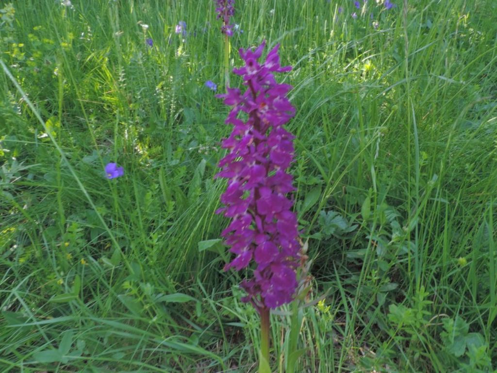 Orchis mascula subsp. speciosa