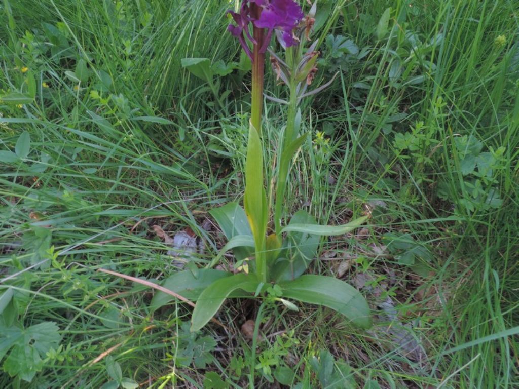 Orchis mascula subsp. speciosa