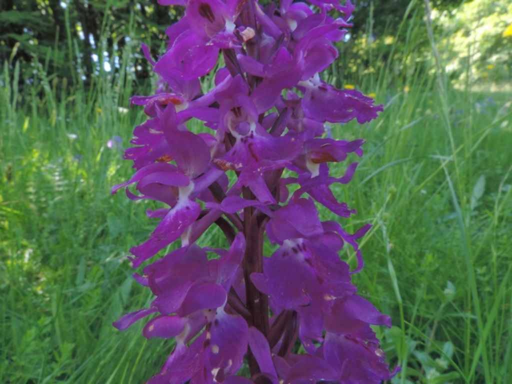 Orchis mascula subsp. speciosa