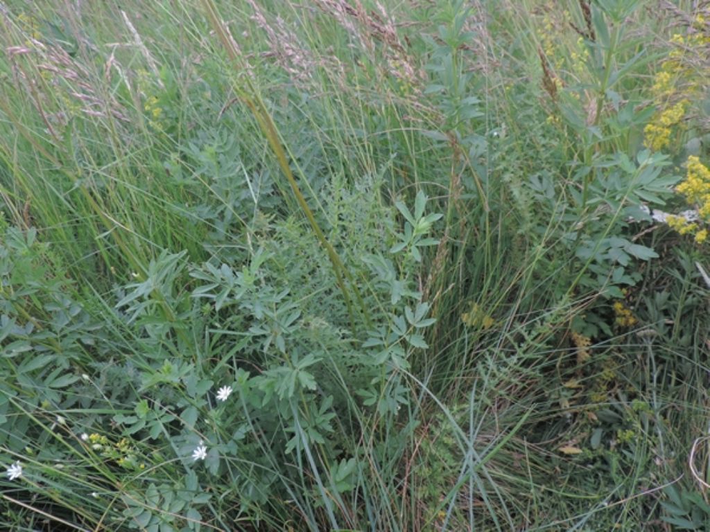 Filipendula vulgaris