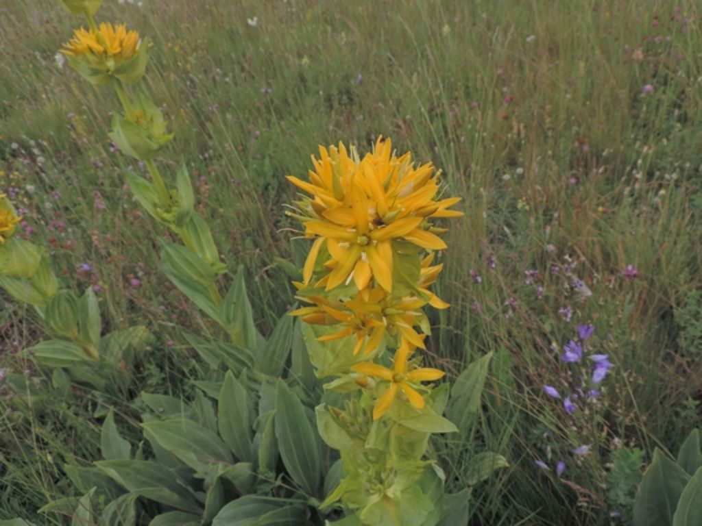 Gentiana lutea subsp. lutea