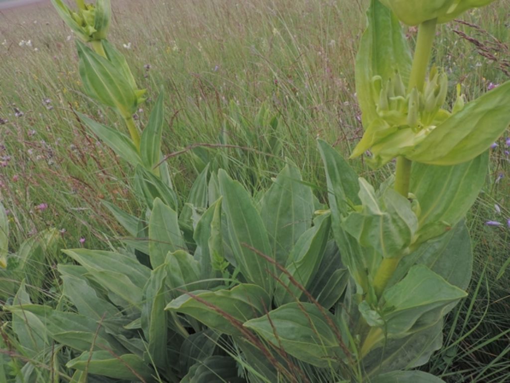 Gentiana lutea subsp. lutea