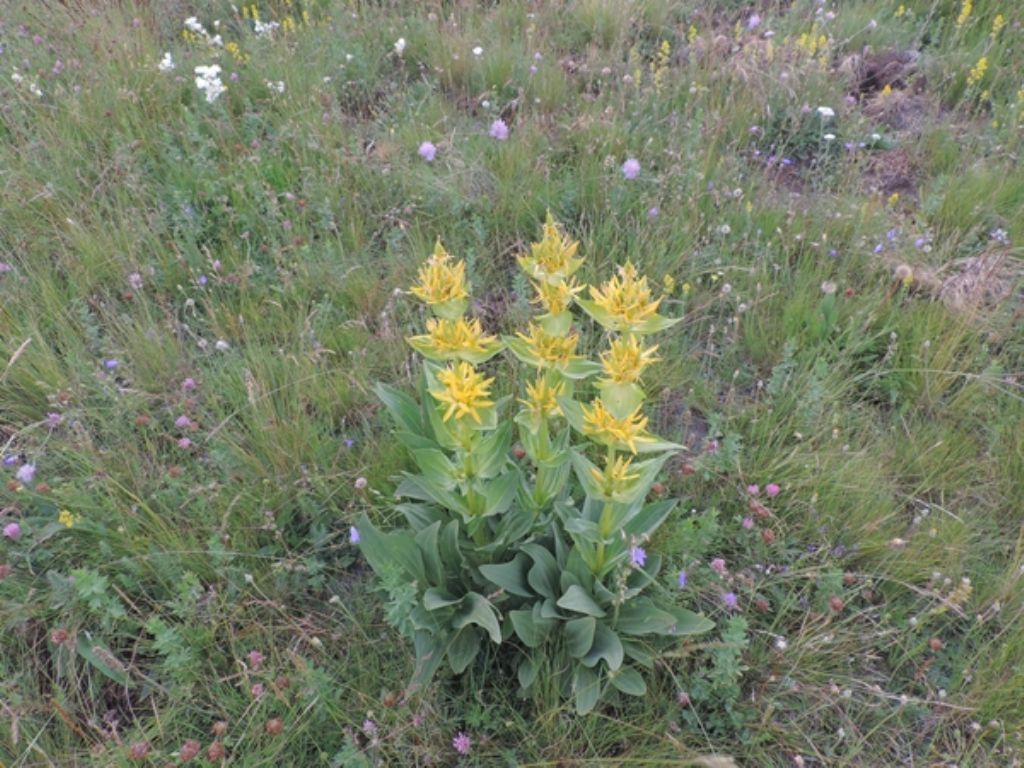 Gentiana lutea subsp. lutea