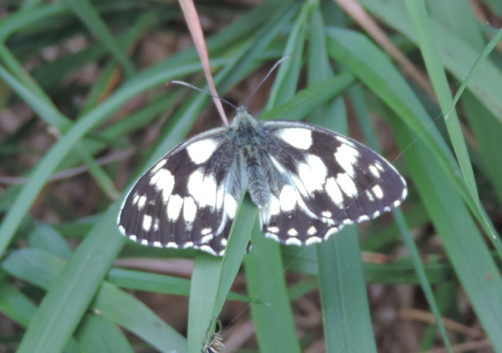 Bianca nera pelosa