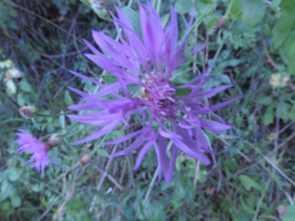 Centaurea nigrescens subsp. nigrescens