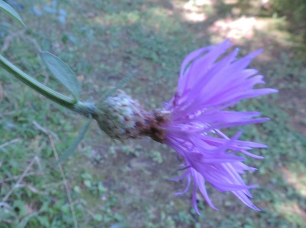 Centaurea nigrescens subsp. nigrescens