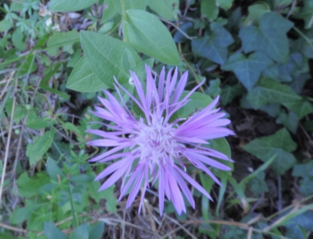 Centaurea nigrescens subsp. nigrescens