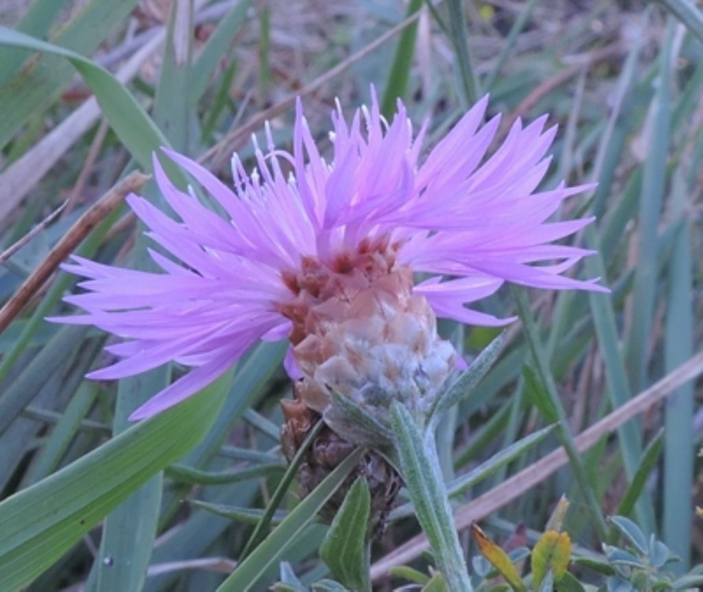 Centaurea jacea