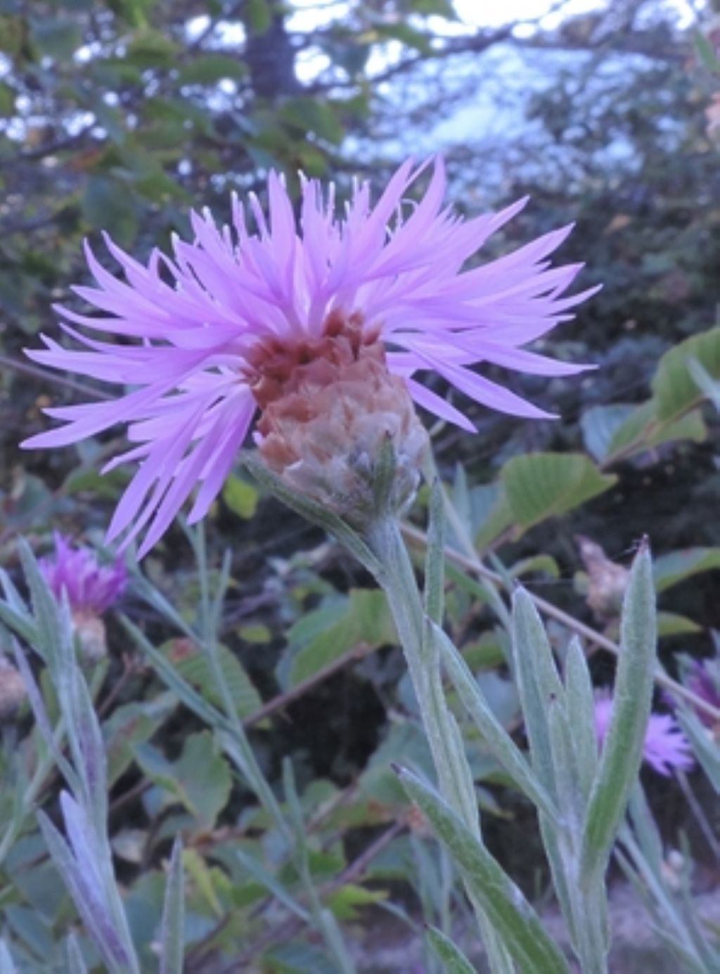 Centaurea jacea