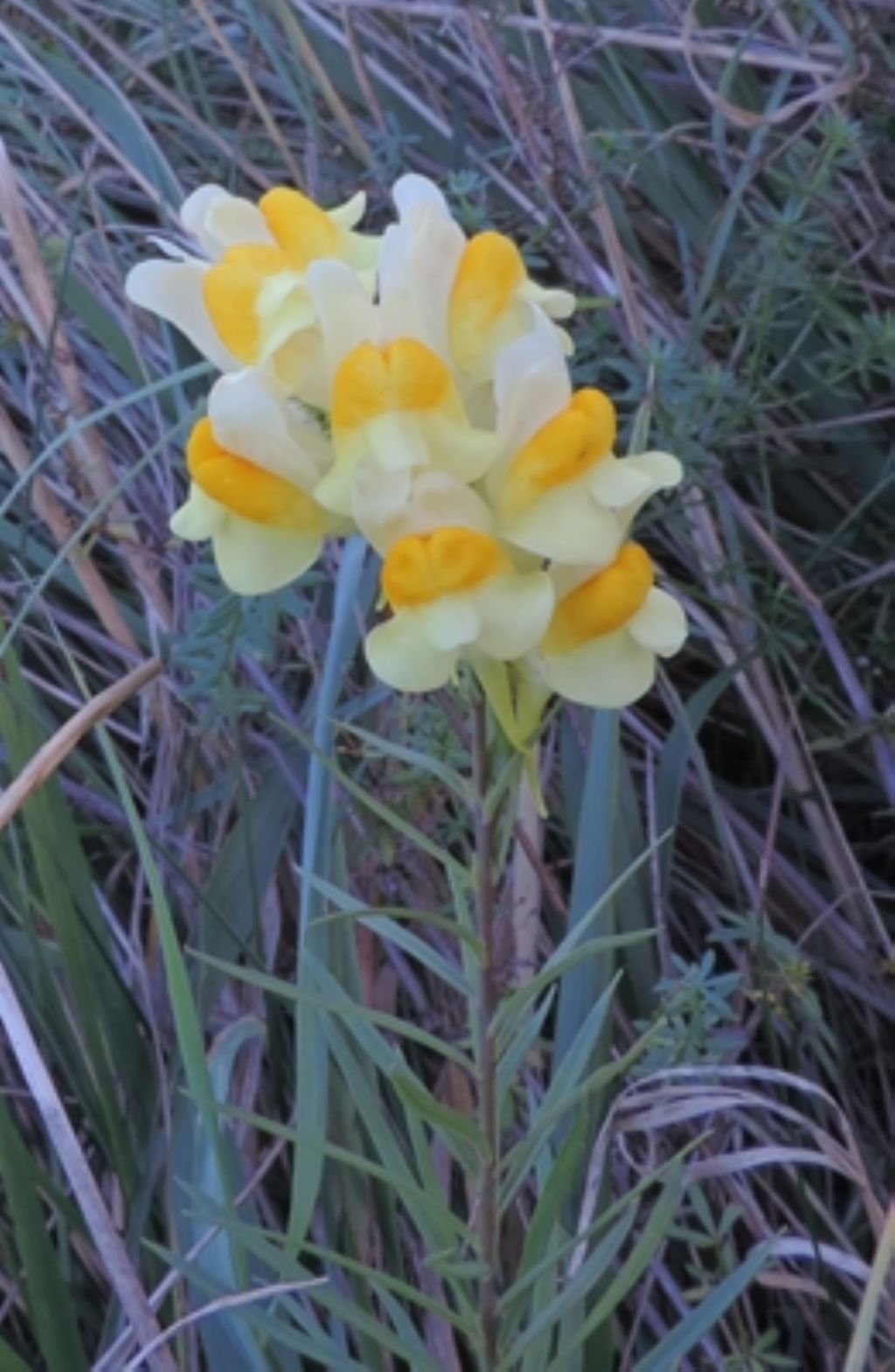 Giallo e arancio - Linaria vulgaris