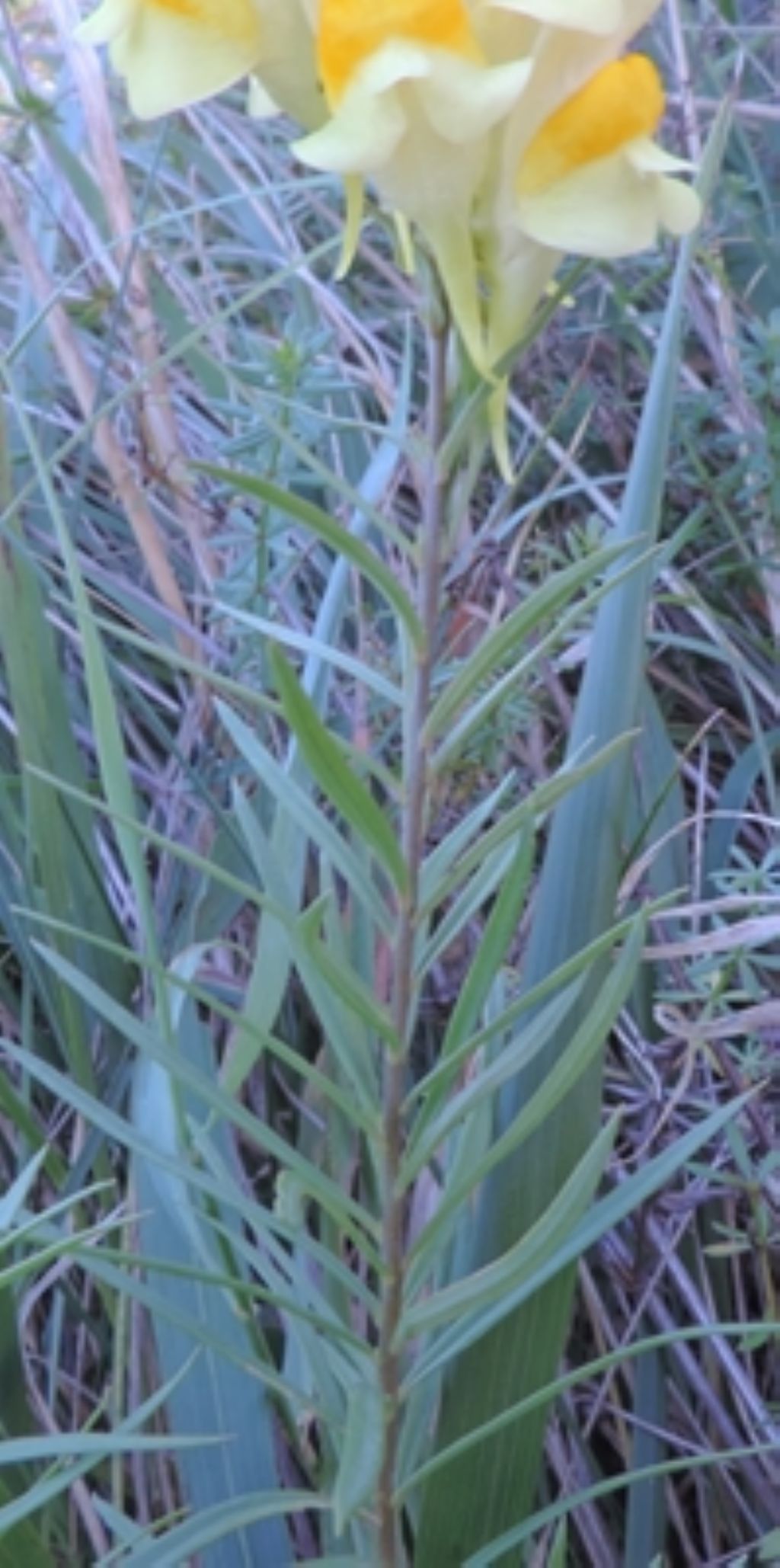 Giallo e arancio - Linaria vulgaris