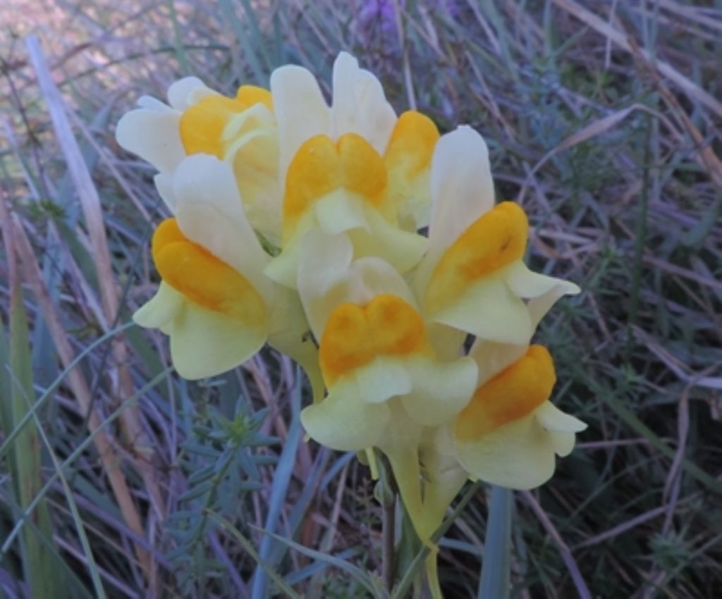 Giallo e arancio - Linaria vulgaris