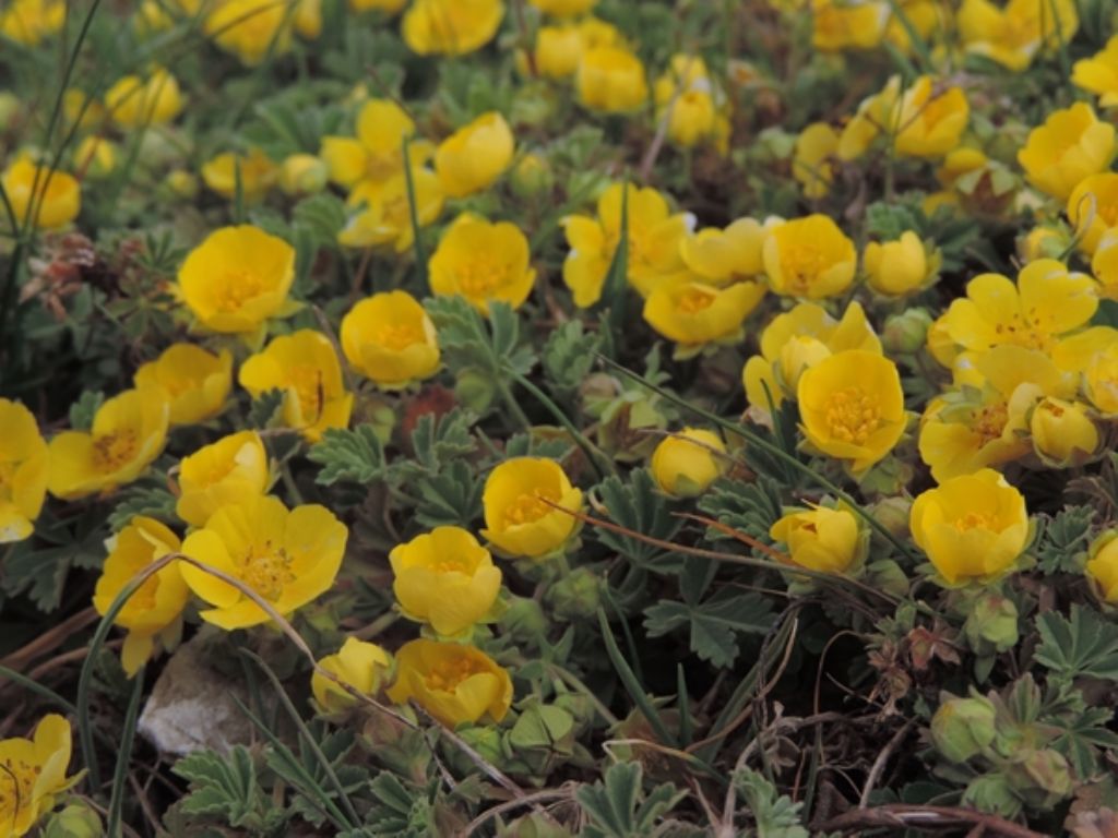 Potentilla incana