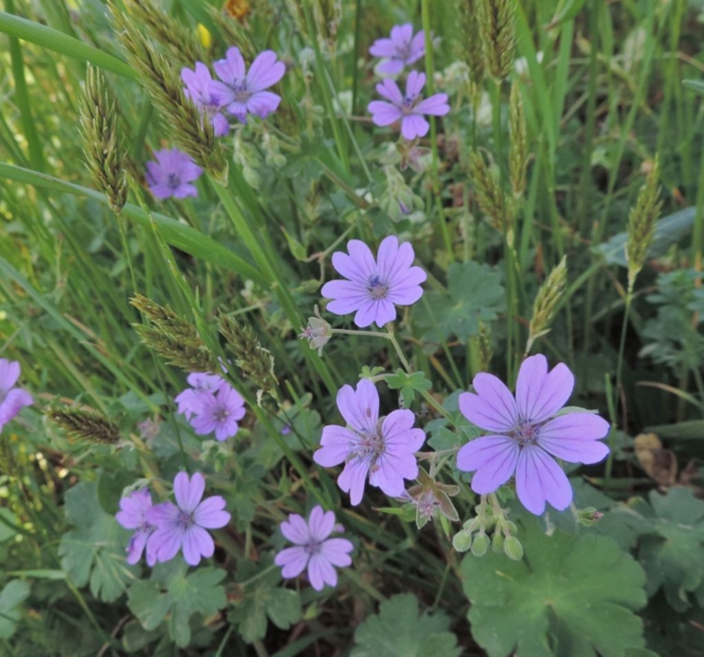 Geranium pyrenaicum