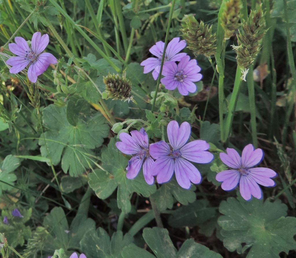 Geranium pyrenaicum