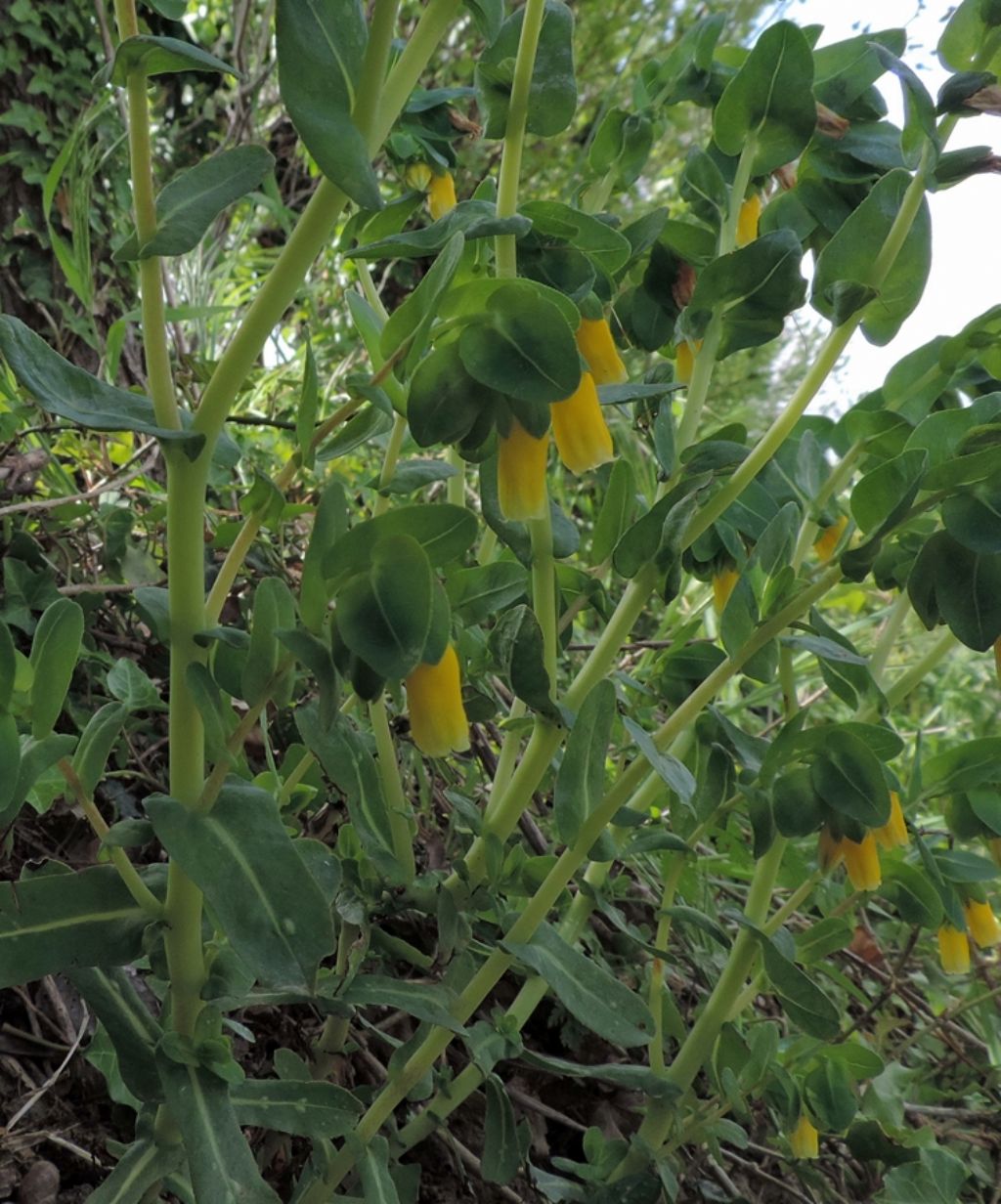 Cerinthe major