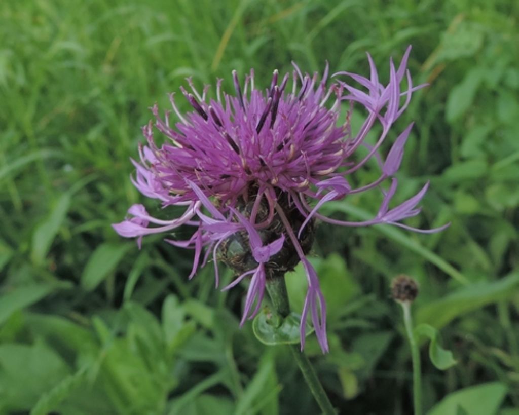 Centaurea forse