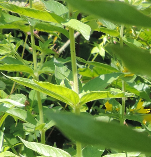 Lysimachia punctata