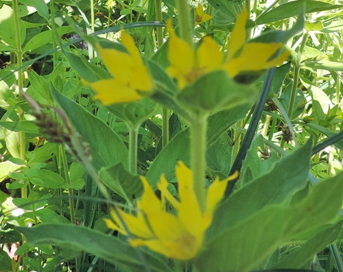 Lysimachia punctata