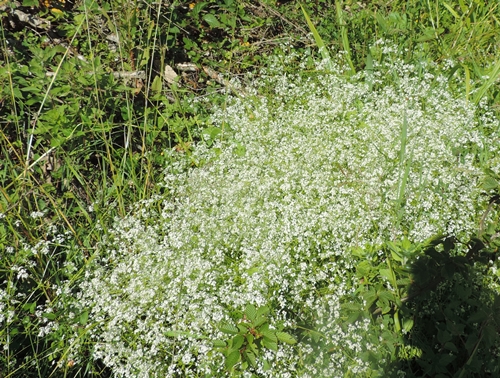 Bianco cuscino - Galium sp.