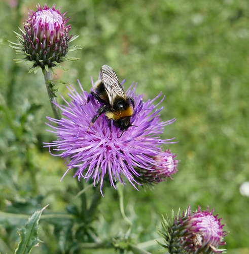 Carduus carlinifolius